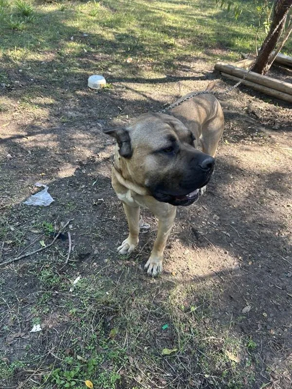 A young extra large-sized male Cane Corso dog named Cane for adoption in Austin, TX
