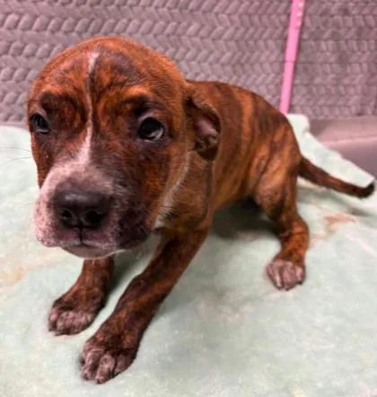 A baby large-sized female Terrier dog named Betty Spaghetti for adoption in Lampasas, TX