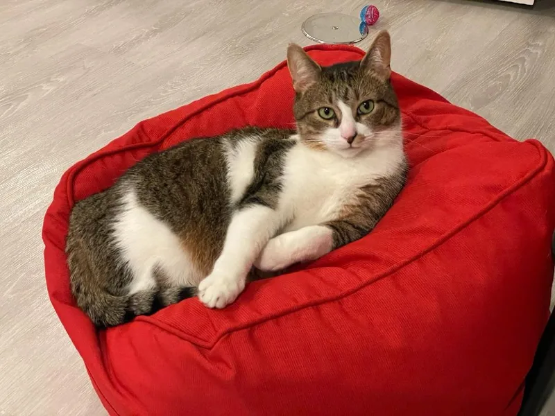 Snickers thumbnail 2