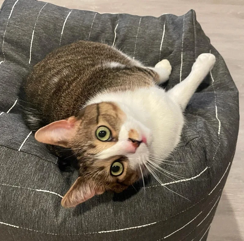 Snickers thumbnail 3