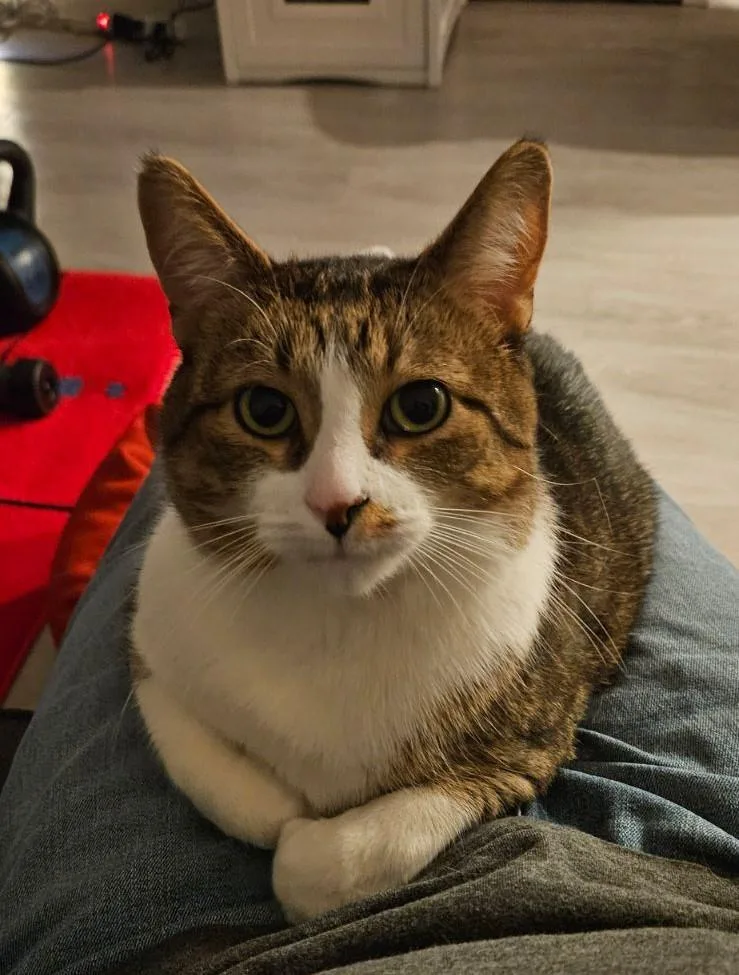 Snickers thumbnail 4