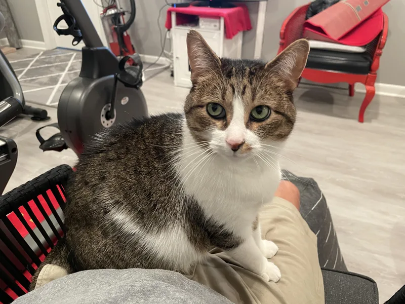 Snickers thumbnail 5