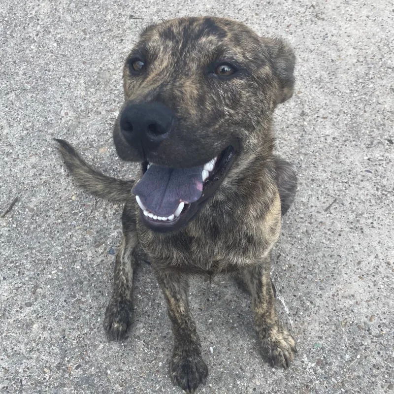 A young medium-sized female Brindle Mountain Cur dog named Day Dream for adoption in Beaumont, TX