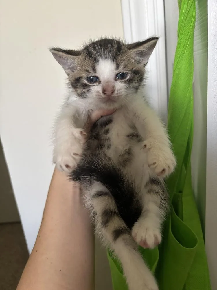 A young medium-sized male Domestic Short Hair cat named Monster Mash for adoption in Salisbury, NC