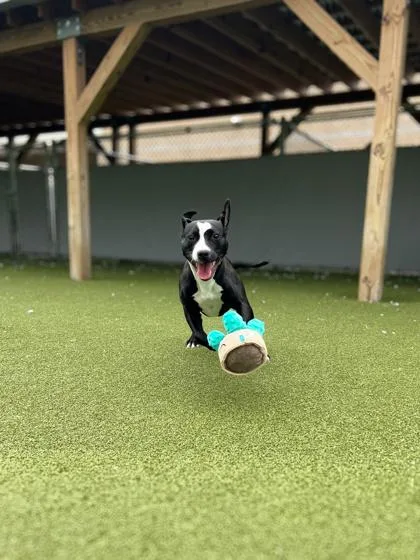 A baby large-sized female Pit Bull Terrier dog named Elsa for adoption in Fishers, IN