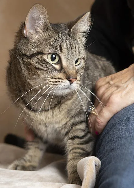 An adult small-sized female Tabby (Brown / Chocolate) Domestic Short Hair cat named Freyja for adoption in Chicago, IL
