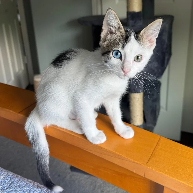 A baby small-sized female White Domestic Short Hair cat named Mia for adoption in Houston, TX