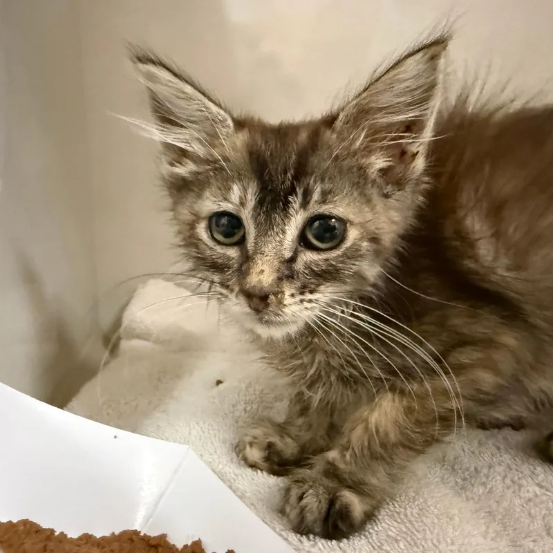 A baby small-sized female Brown / Chocolate Domestic Medium Hair cat named Mocha for adoption in Redwood City, CA