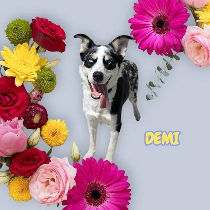 An adult medium-sized female Black Australian Shepherd dog named Demi for adoption in York, NE