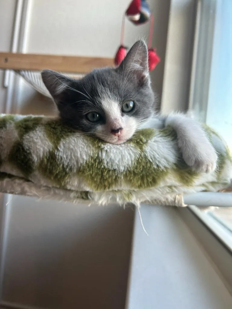 A baby small-sized male Domestic Short Hair cat named Alonso for adoption in Lewisville, TX