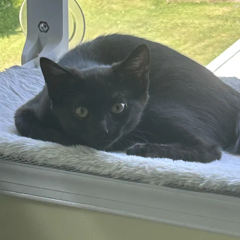 A baby medium-sized female Black Domestic Short Hair cat named Ember for adoption in Yardley, PA