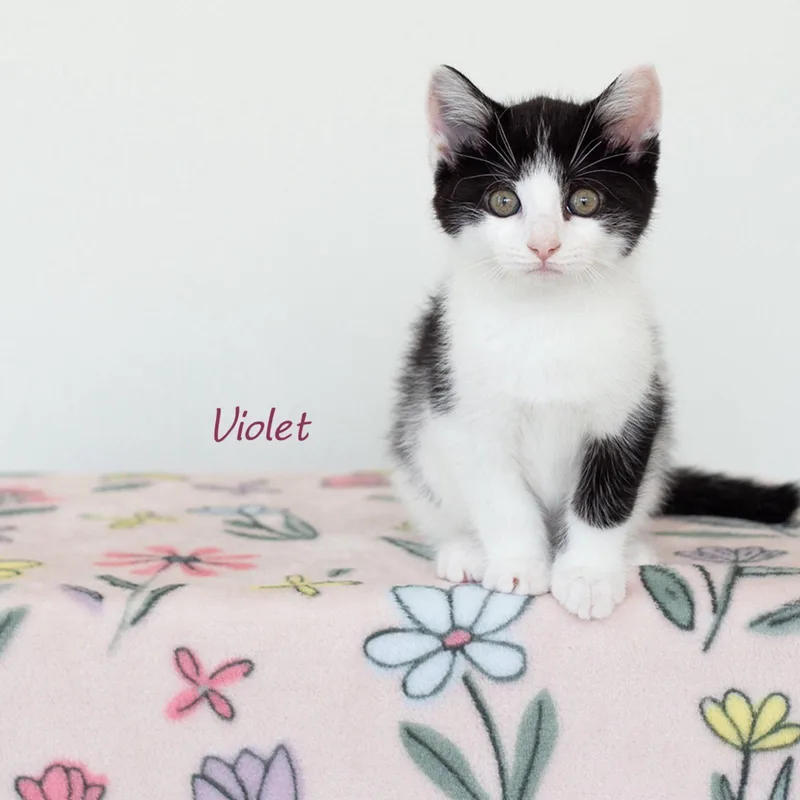 A baby medium-sized female Black & White / Tuxedo Domestic Short Hair cat named Violet for adoption in Rochester, NY
