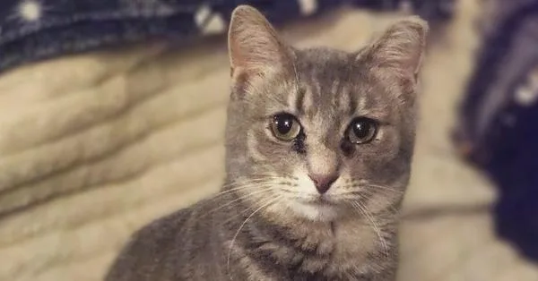 An adult small-sized female Gray / Blue / Silver Domestic Short Hair cat named Flower for adoption in Elyria, OH