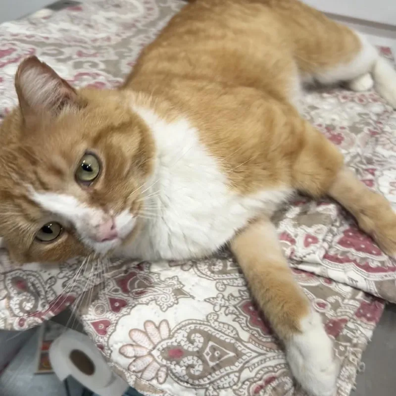 An adult small-sized male Orange / Red Domestic Short Hair cat named Blade for adoption in Manheim, PA