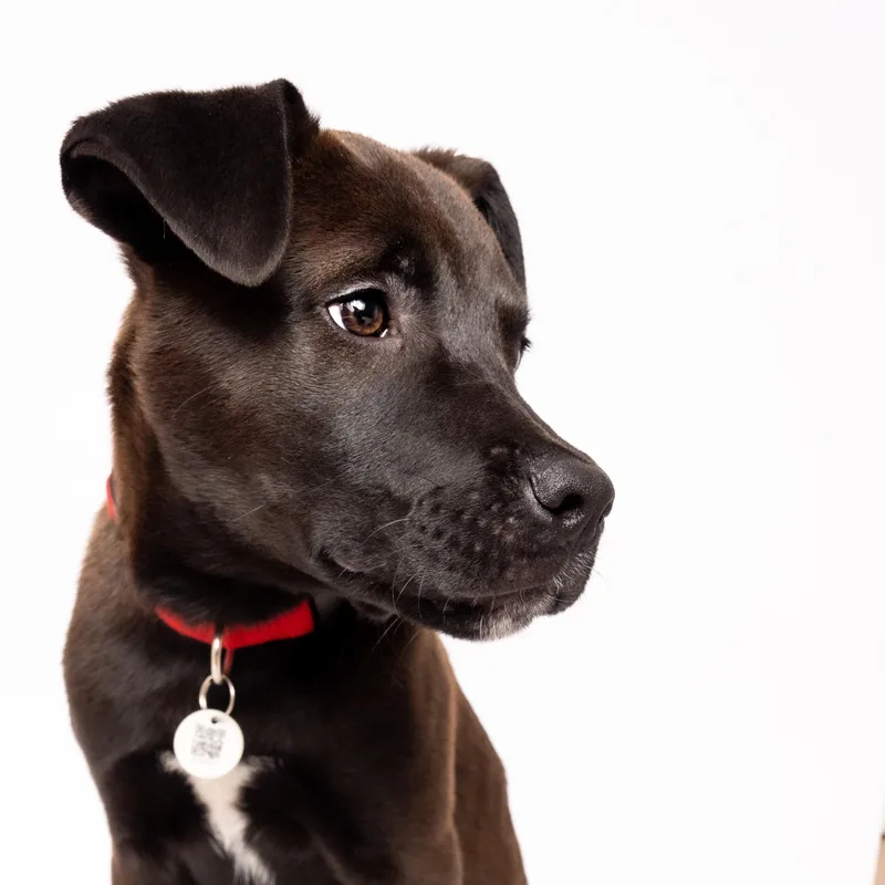 A baby medium-sized male Black Mixed Breed dog named Goofy for adoption in Evanston, IL
