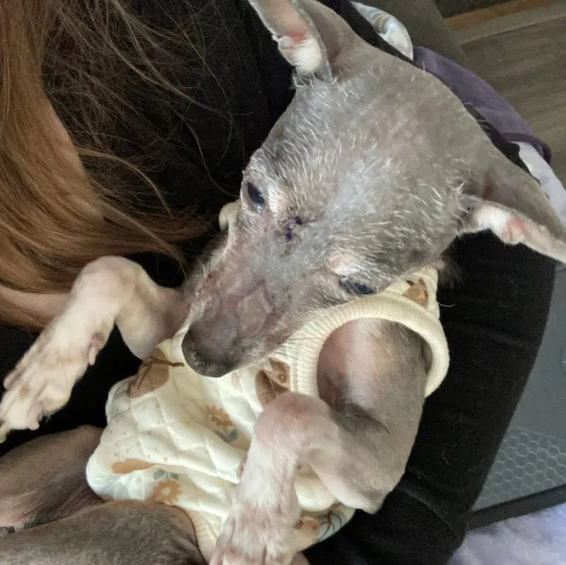 Ernestine thumbnail 2