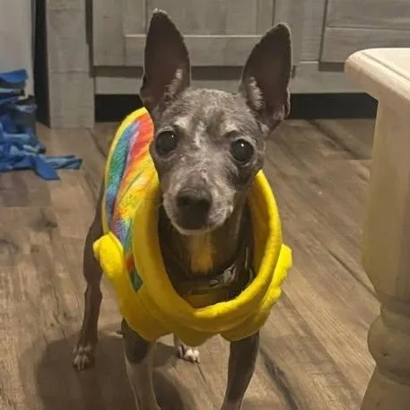 Ernestine thumbnail 5