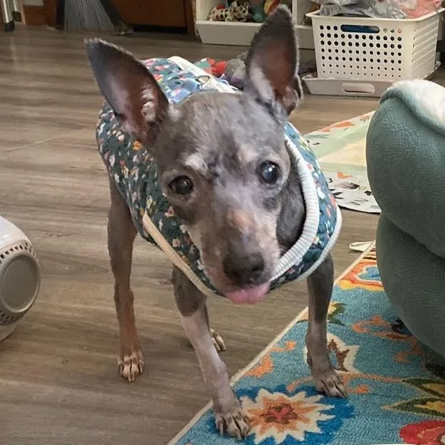 Ernestine thumbnail 6