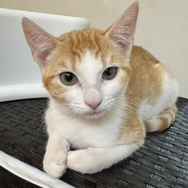 A baby small-sized female Orange & White Domestic Short Hair cat named Gina for adoption in Richmond, VA
