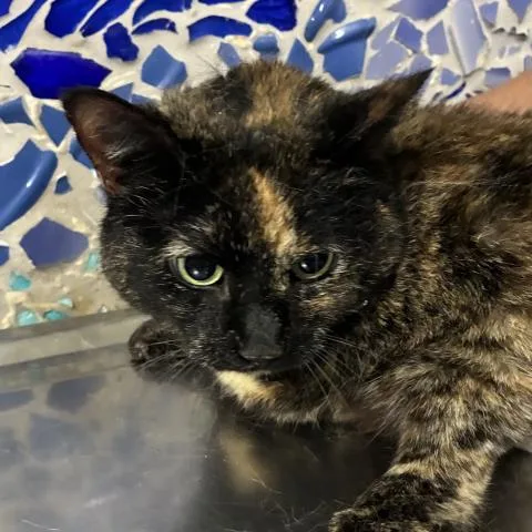 A senior medium-sized female Domestic Short Hair cat named Looney for adoption in Pensacola, FL