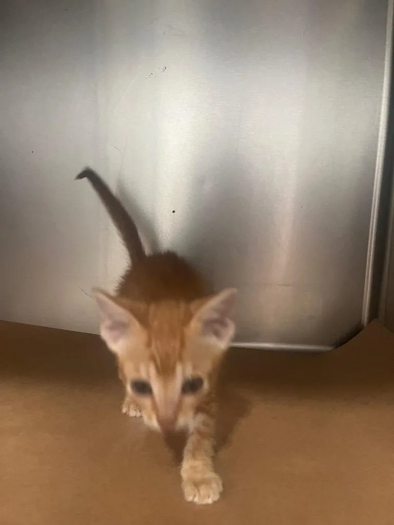 A baby small-sized male Domestic Short Hair cat named Chunk for adoption in Cartersville , GA