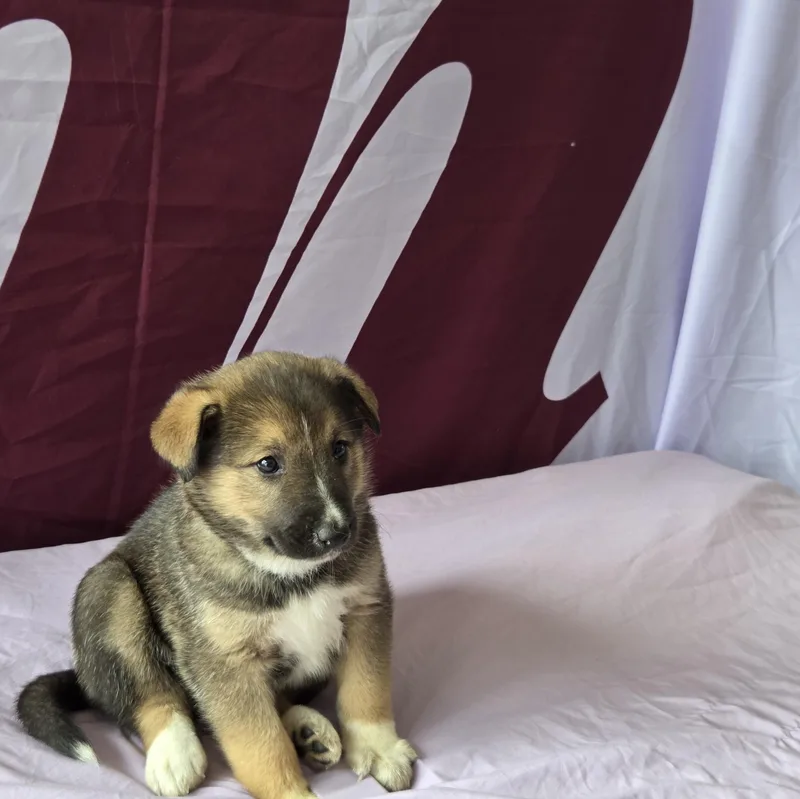 A baby large-sized female Bicolor Cattle Dog dog named Wren for adoption in West Hollywood, CA