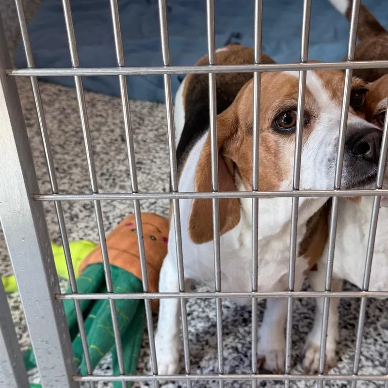 An adult small-sized female Black Beagle dog named Lucy for adoption in Madisonville, TN