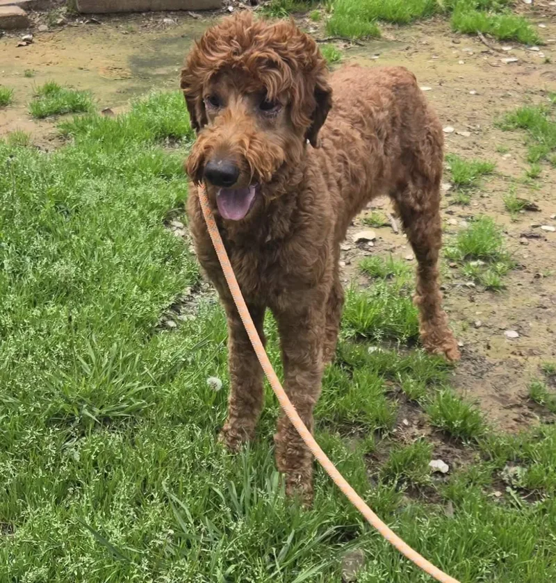 Statler   $ thumbnail 2