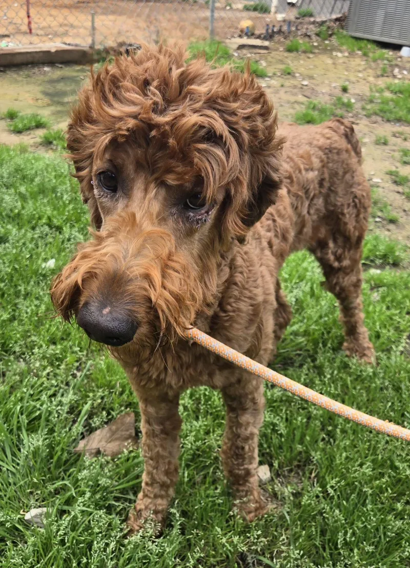 Statler   $ thumbnail 3