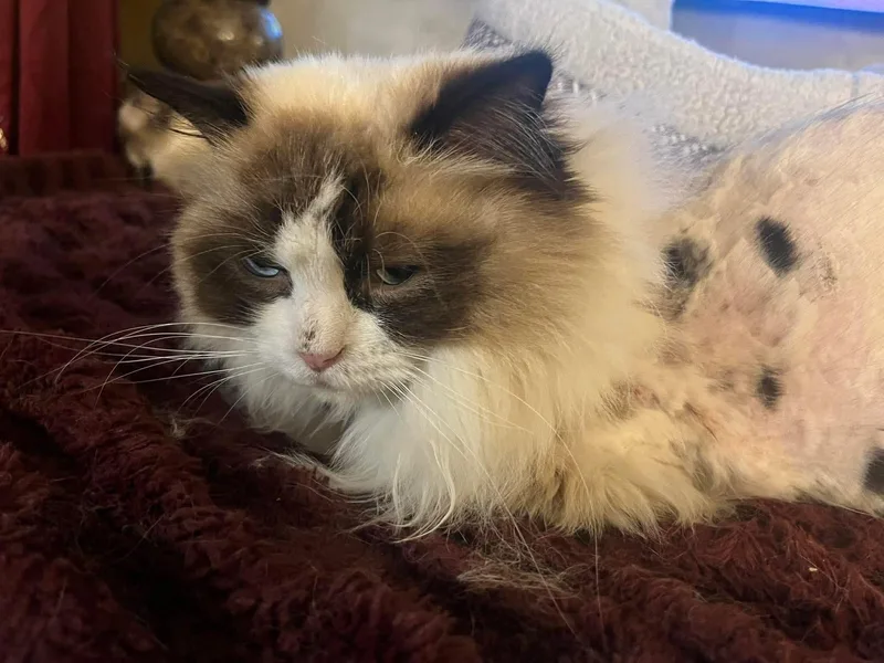 A young medium-sized male Black & White / Tuxedo Ragdoll cat named Cookie Monster for adoption in Ennis, TX