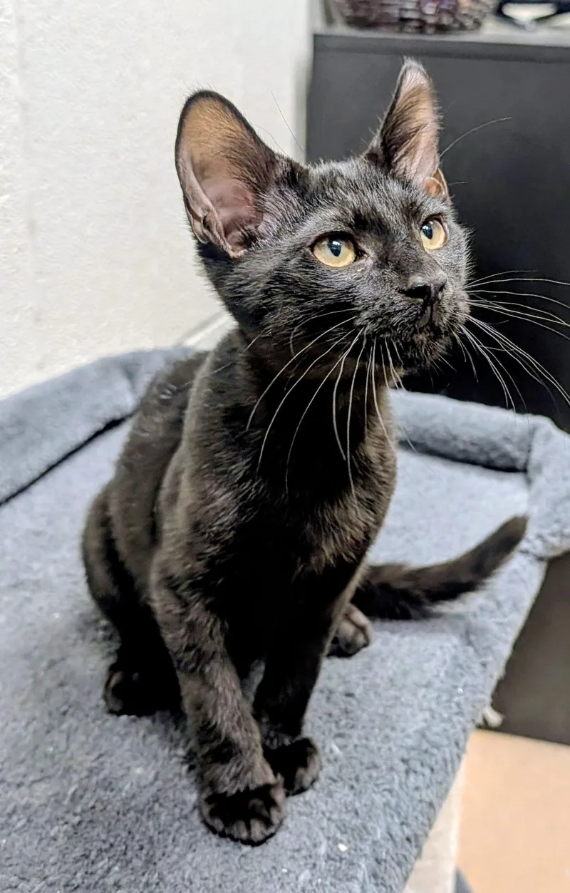 Smudge