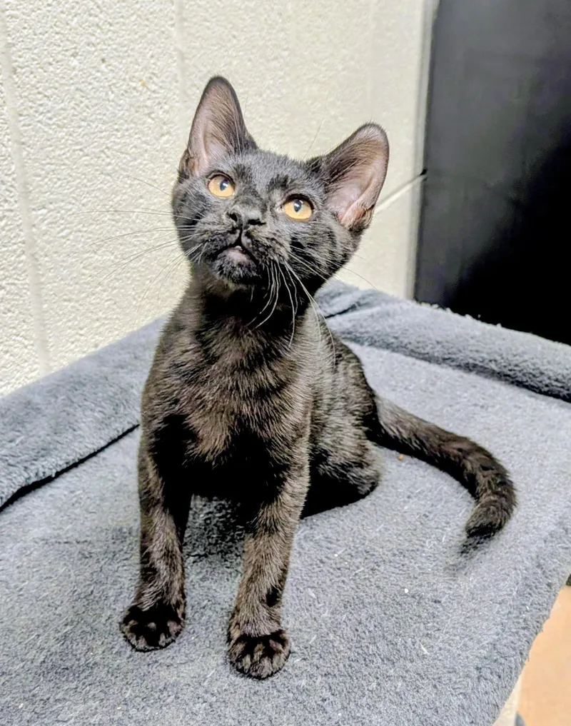 Smudge thumbnail 2