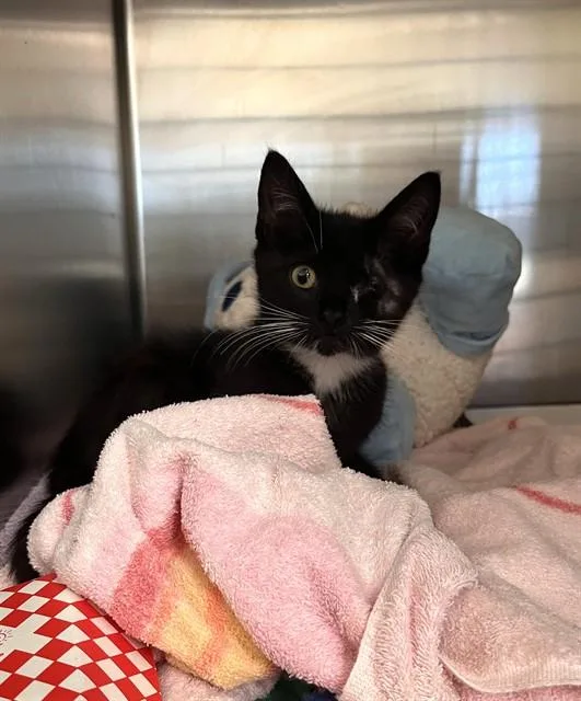 A baby small-sized male Domestic Short Hair cat named Blackberry for adoption in San Jose, CA