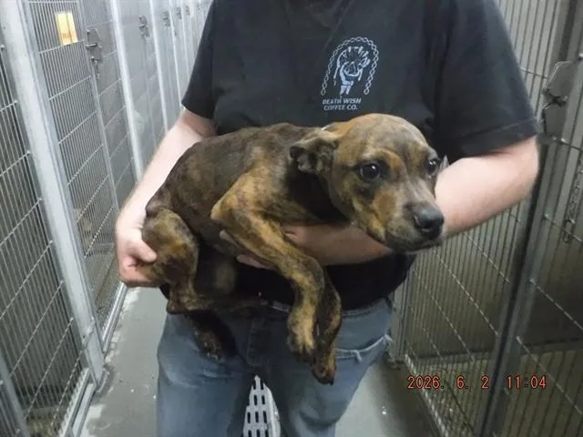 A young small-sized male Pit Bull Terrier dog named Terry for adoption in Oroville, CA
