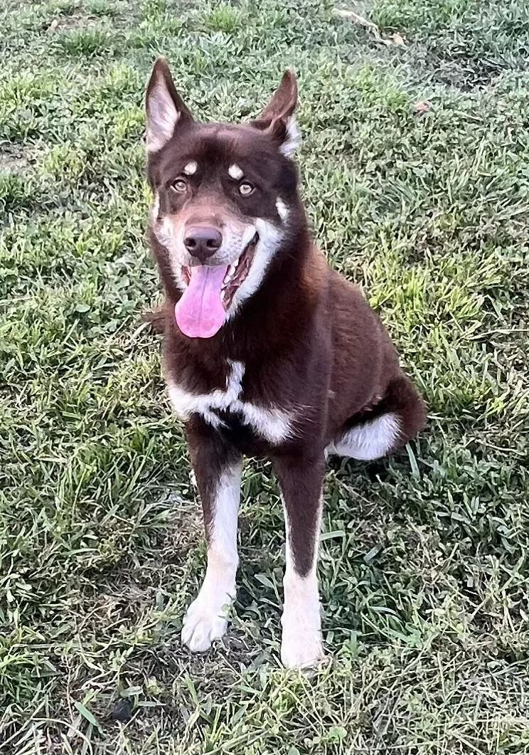 Flynn! Gentle And Friendly! thumbnail 2