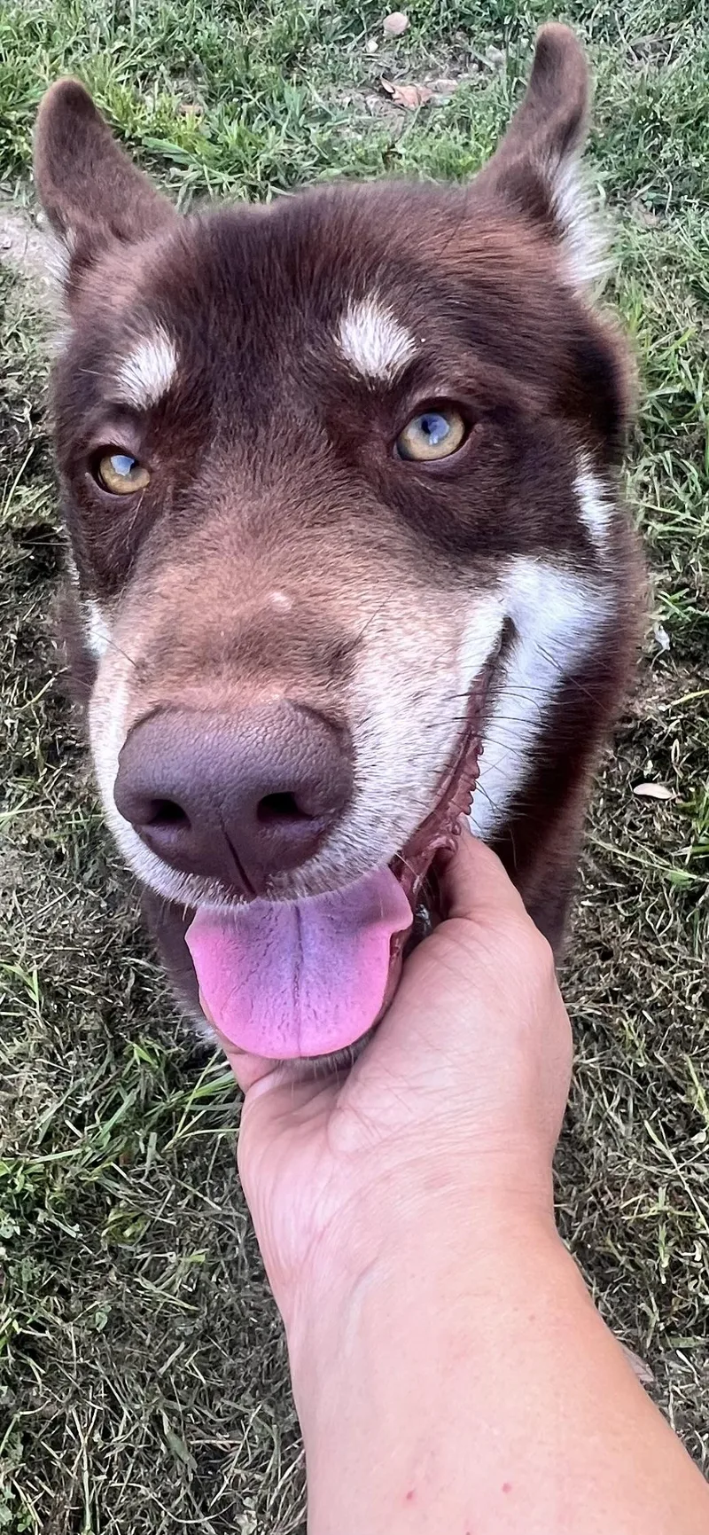 Flynn! Gentle And Friendly! thumbnail 3