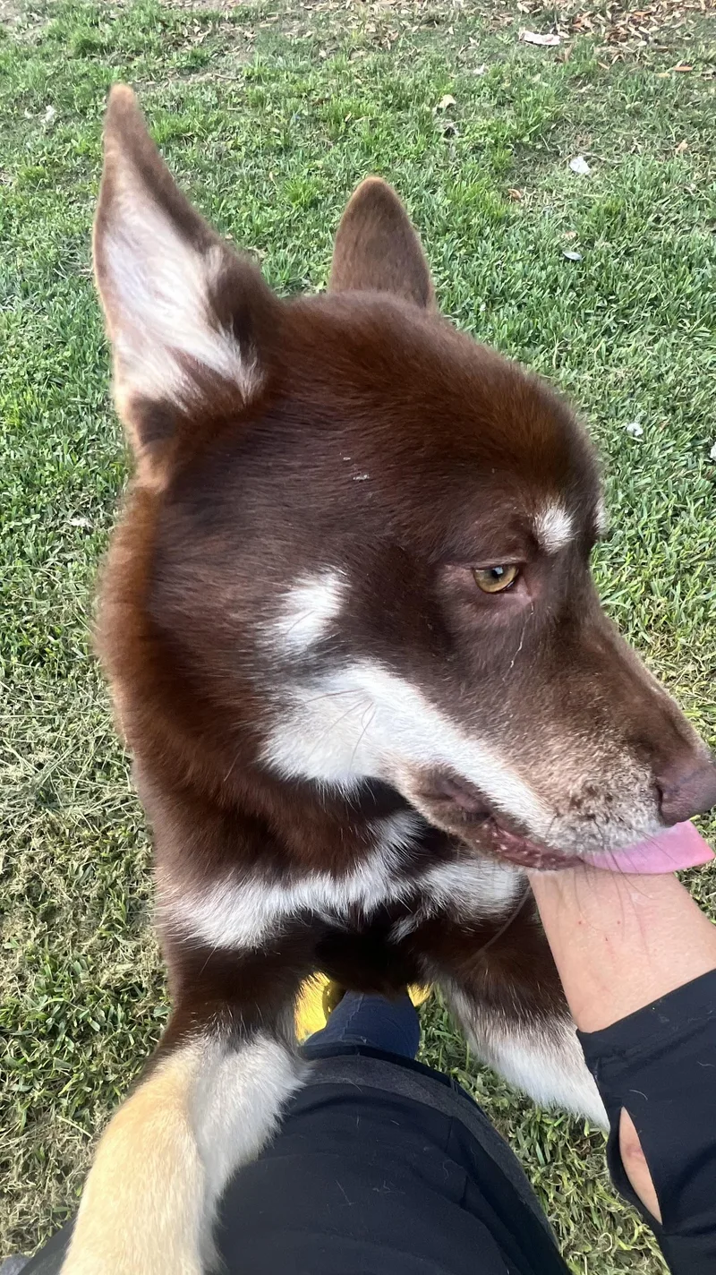 Flynn! Gentle And Friendly! thumbnail 4