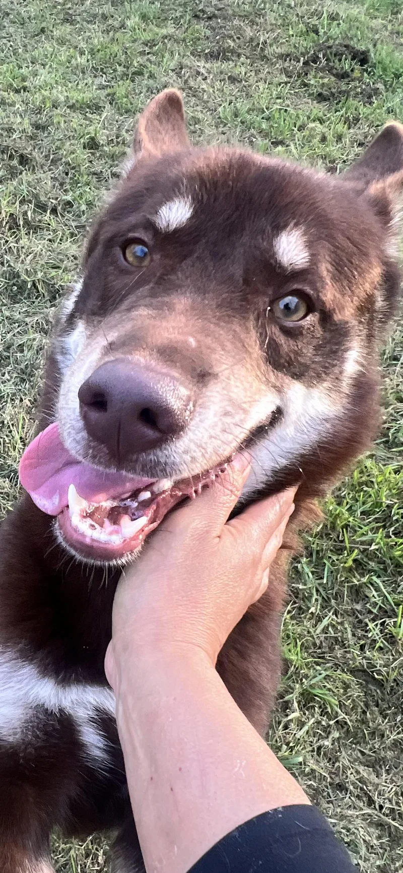 Flynn! Gentle And Friendly! thumbnail 5