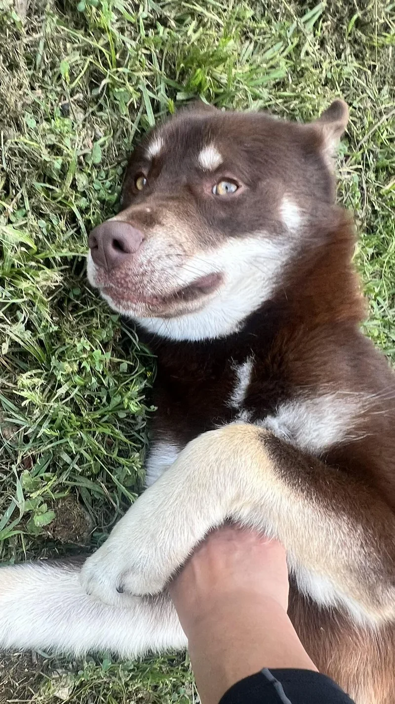 Flynn! Gentle And Friendly! thumbnail 6