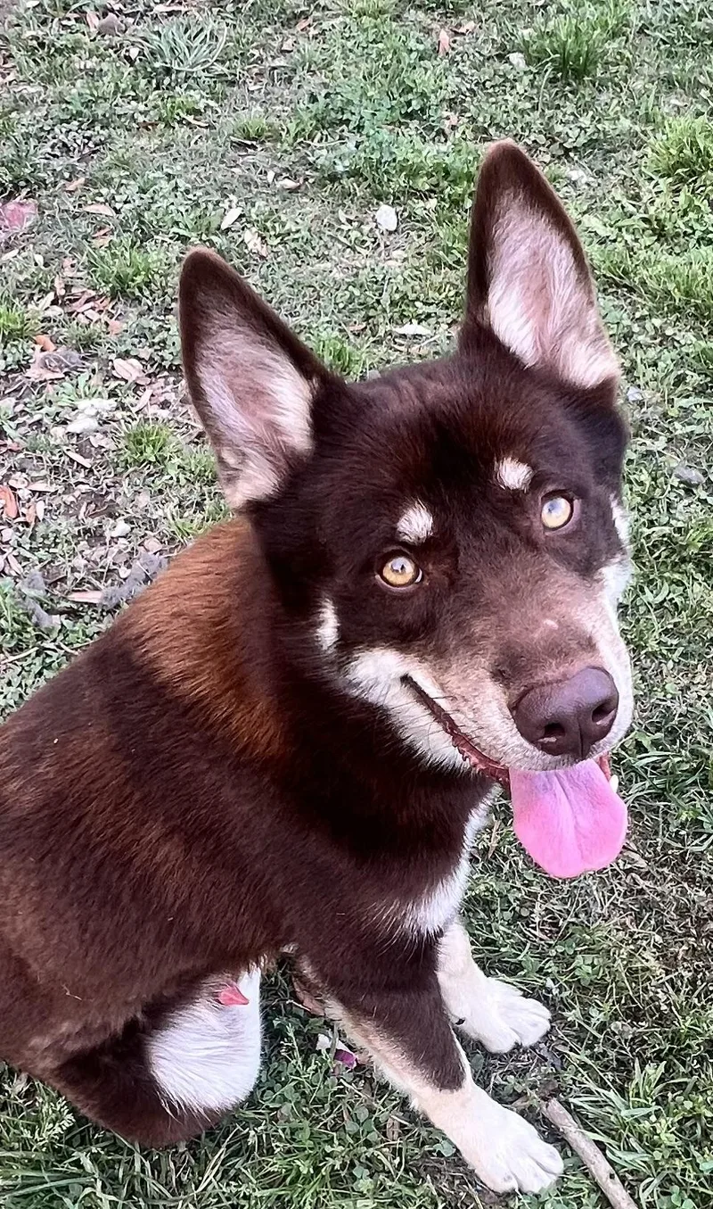 Flynn! Gentle And Friendly!