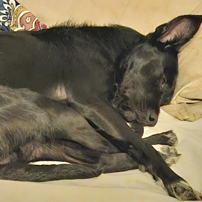 An adult small-sized male Black Mixed Breed dog named Buddy Bob Thornton for adoption in Asheville, NC