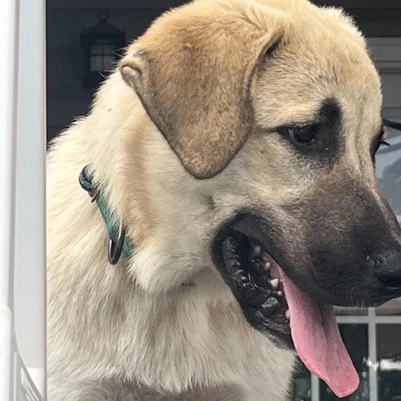 A young large-sized female Yellow / Tan / Blond / Fawn Anatolian Shepherd dog named Kyra for adoption in Cartersville, GA
