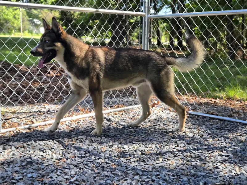 A young large-sized male German Shepherd Dog dog named Paxton for adoption in Albemarle, NC