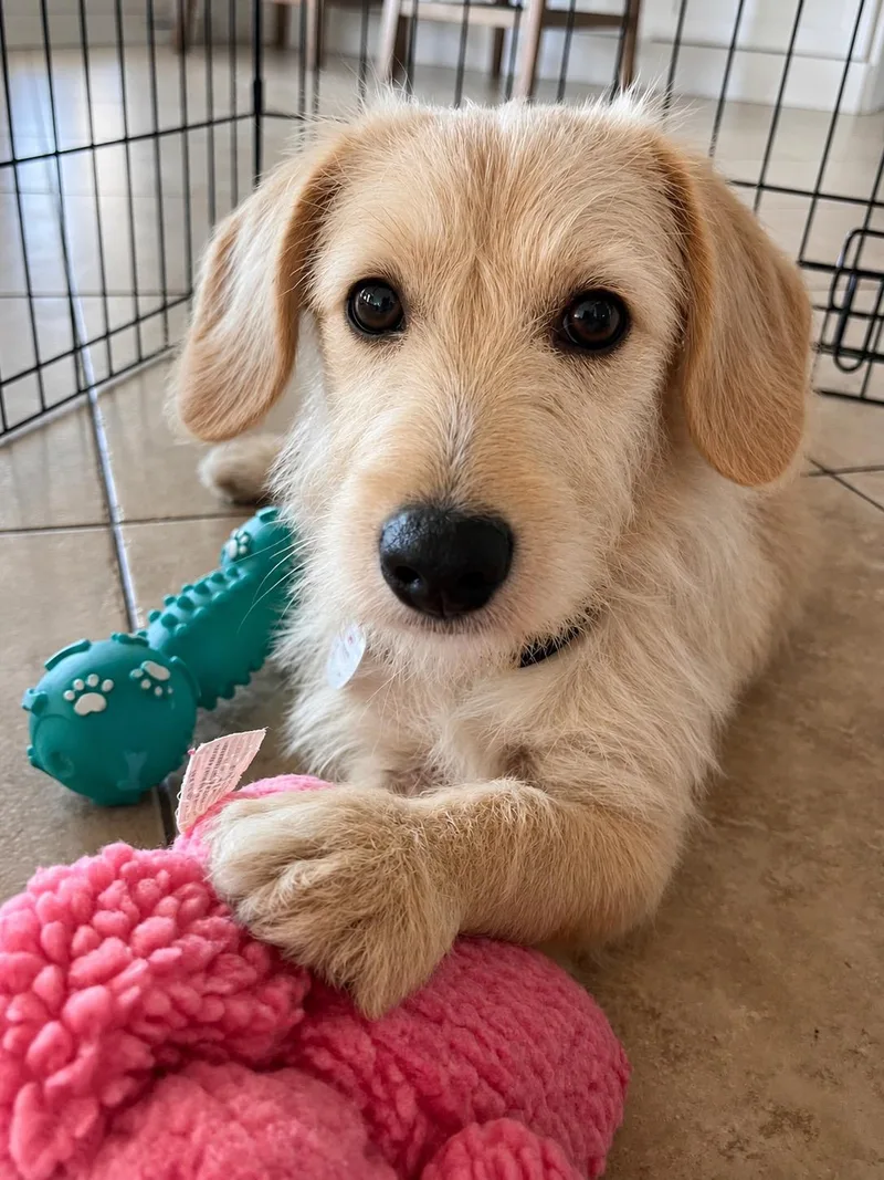 A baby small-sized male Apricot / Beige Terrier dog named Falkor for adoption in Corona Del Mar, CA