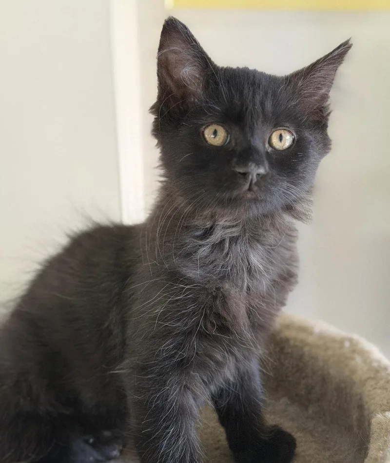 A baby medium-sized female Black Domestic Medium Hair cat named Love Bugs Zena for adoption in San Luis Obispo, CA