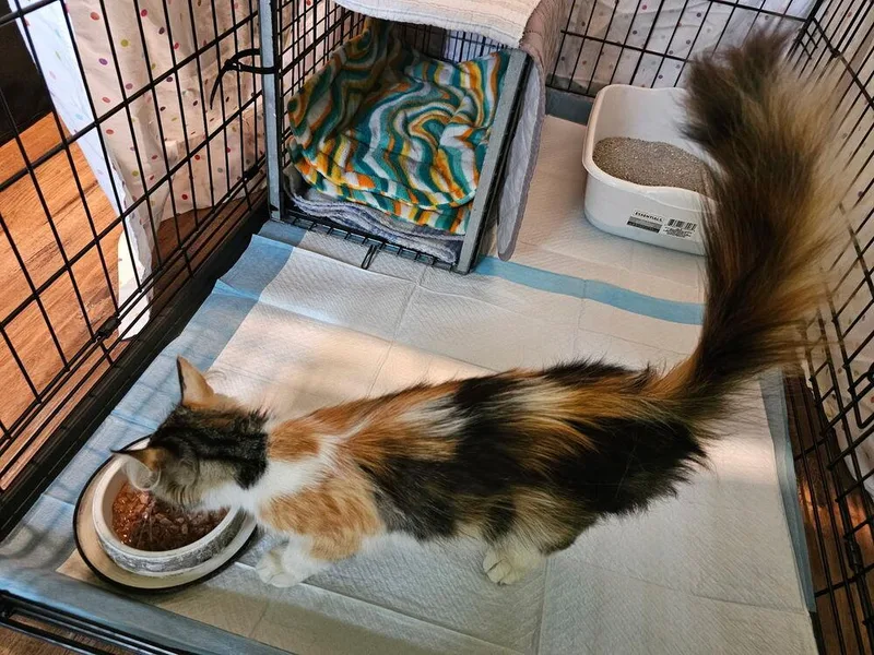 A young medium-sized female Domestic Medium Hair cat named Fraya for adoption in Wilmington, NC