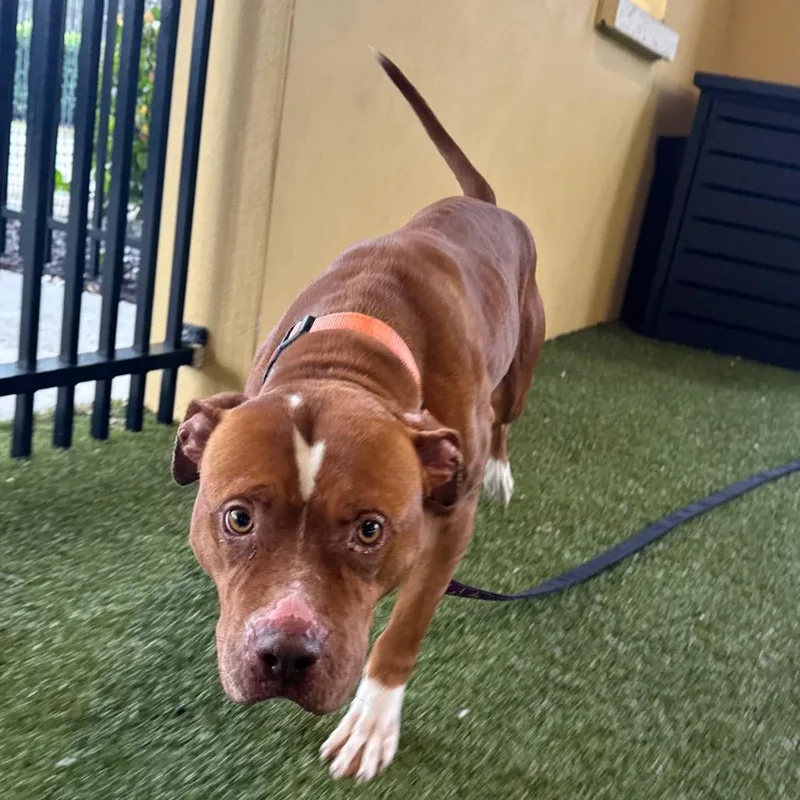 An adult medium-sized female Red / Chestnut / Orange Terrier dog named Oatmeal Raisin for adoption in West Palm Beach, FL