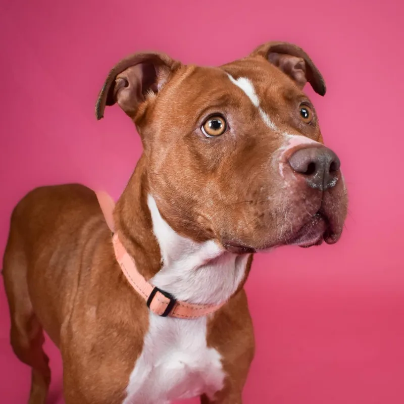 Oatmeal Raisin thumbnail 6