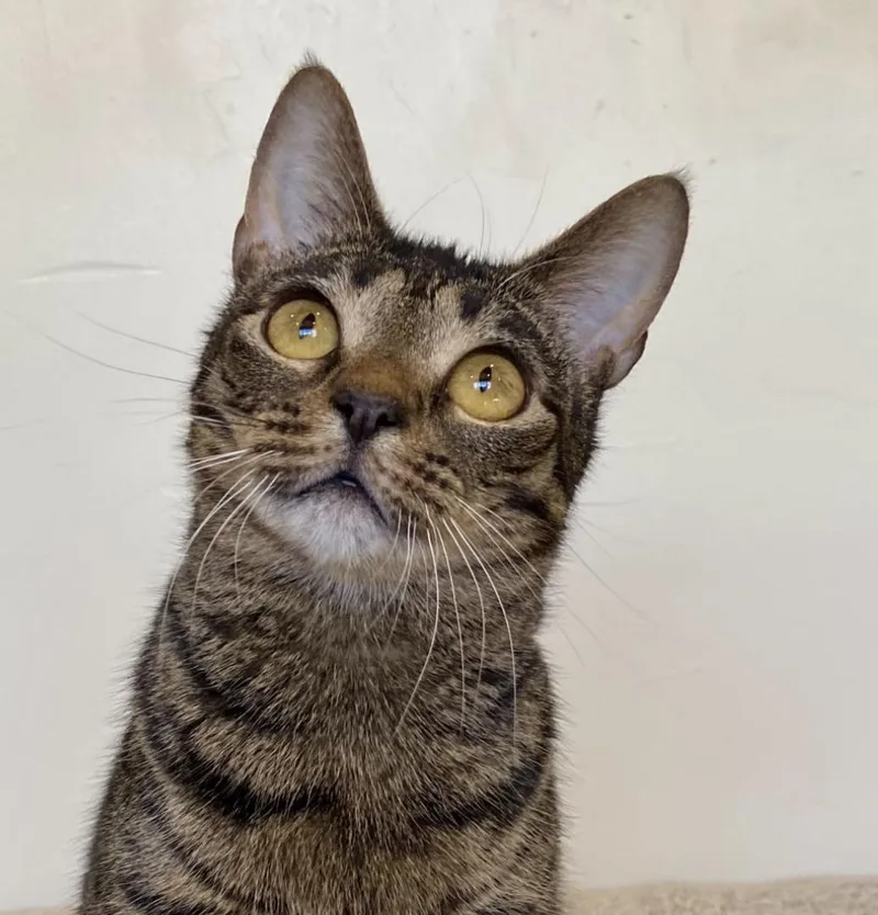 An adult medium-sized female Tabby (Brown / Chocolate) Domestic Medium Hair cat named Sazerac for adoption in Manitou Springs, CO
