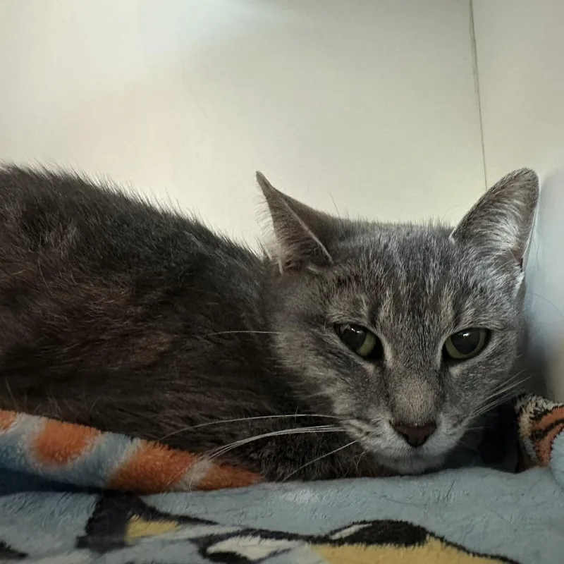 An adult medium-sized female Gray / Blue / Silver Domestic Short Hair cat named Squeeker for adoption in Matteson, IL